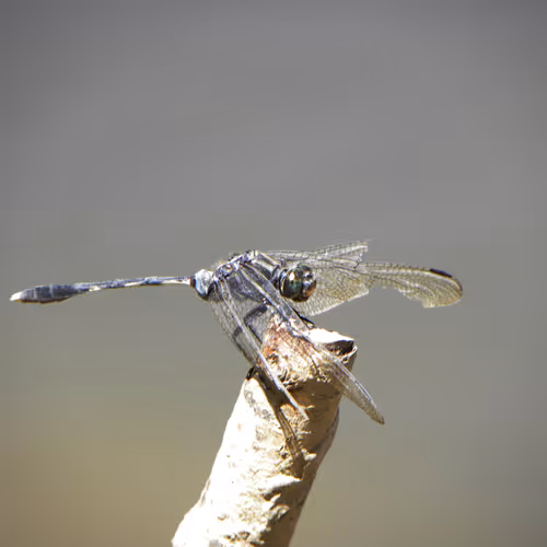 Fragile Resilience