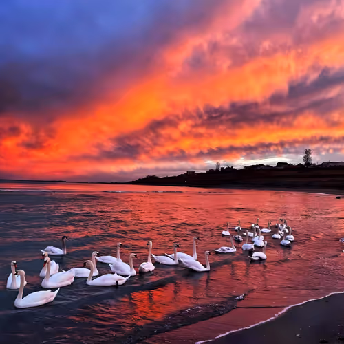 Swans #51