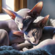 Oriental Shorthair Cats