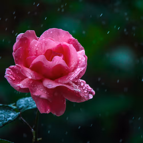 Monsoon Diary