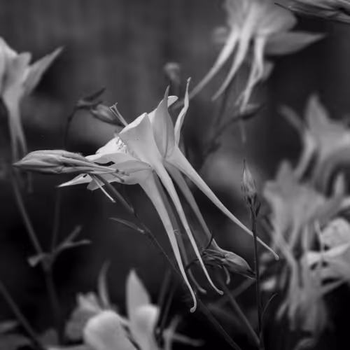 Colorless Columbine