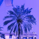 bluebluepalm