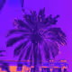 purplepalm