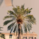 brightpalm