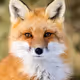 baseFOX