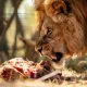 Strong meat
