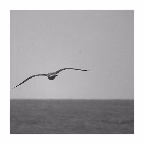 Seagull In Search Of Fish