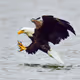 An Eagle prepares to grab a fish 
