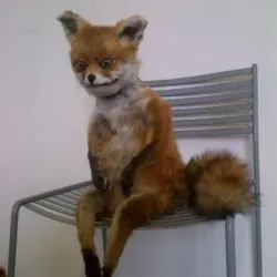 Fox #7