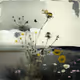 WILD FLOWERS IN THE WIND
