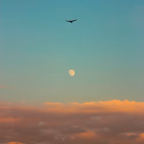 Solitary Flight