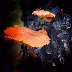 Colours of nature