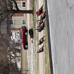 The crew on the family walk