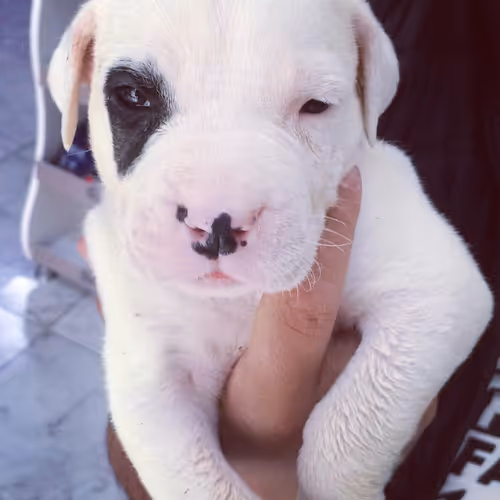 Dogo Doge Asil Base