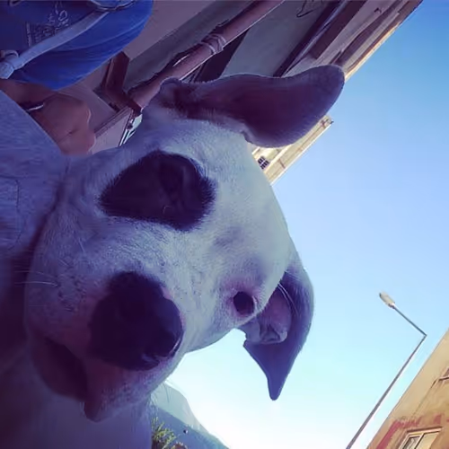 Dogo Doge Asil Base