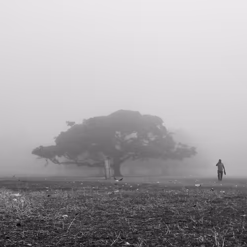 Mystic Morning