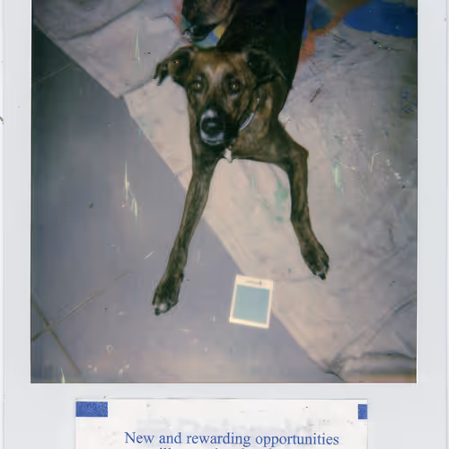 Polaroidfortunes