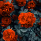 Red Roses