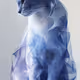 Mani cat