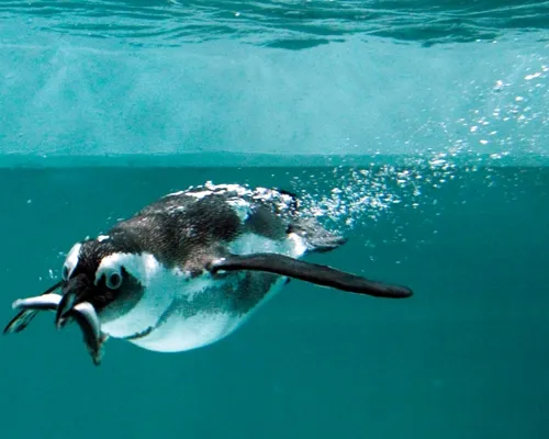 Penguins 28-Logo