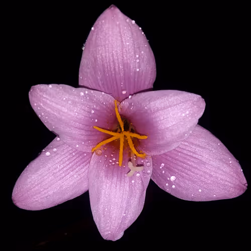 Rain Lily