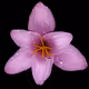 Rain Lily