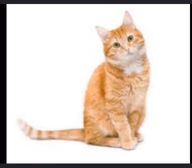 cati