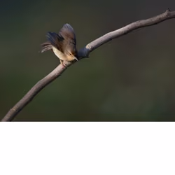 Plumage 