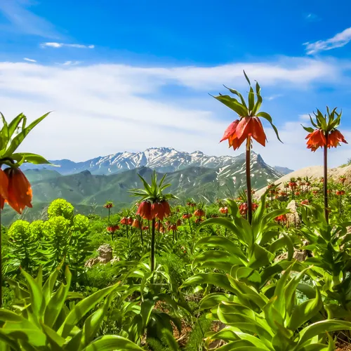 Kurdistan's nature Collection #26