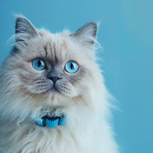 SNOWY BLUE CAT