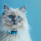 SNOWY BLUE CAT