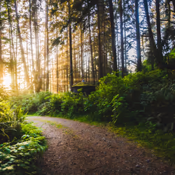 Redwoods - 05