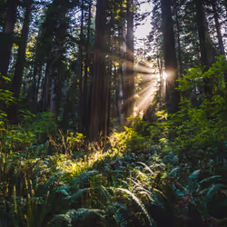 Redwoods - 01