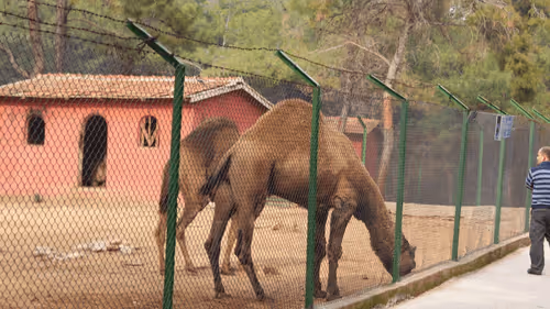 Camels 6