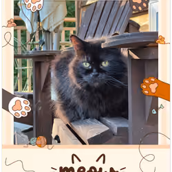 Moshi