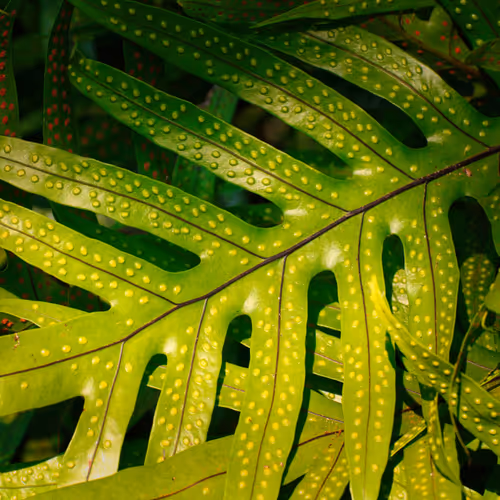 Natura Patterns 3