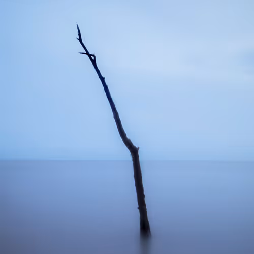 Lone Wood