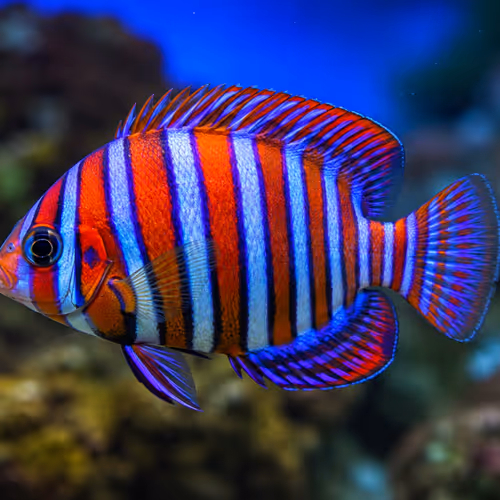 FEESH