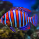 FEESH