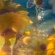 Noise Petals: Extracts #14