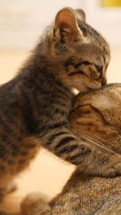 cat love