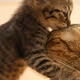 cat love