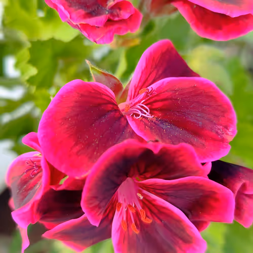Flower 1186