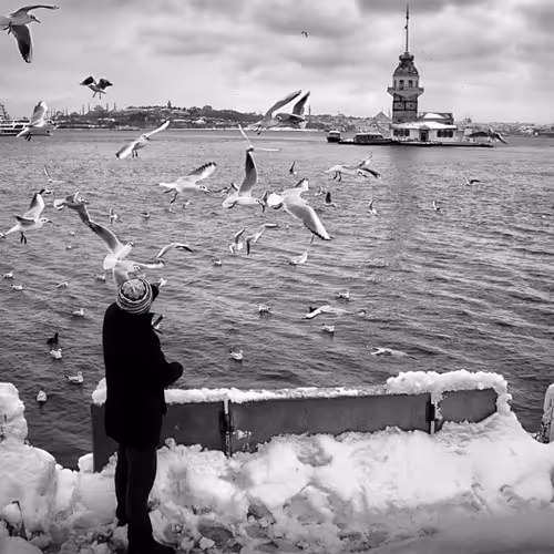 Maiden's Tower and Seagulls #313