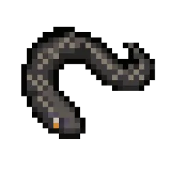 Eel