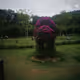 cowflower