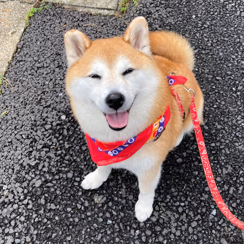 Shiba 66