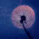 Flower colors