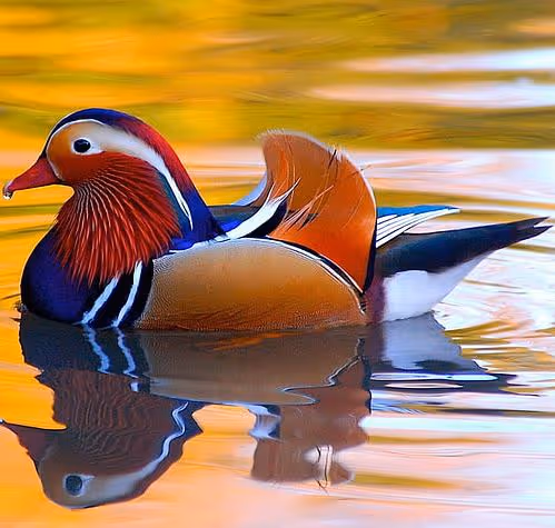 Mandarin Duck 2