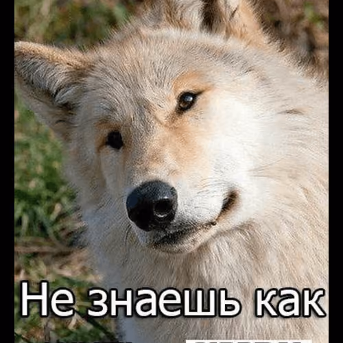 Wisdom of Wolf #9